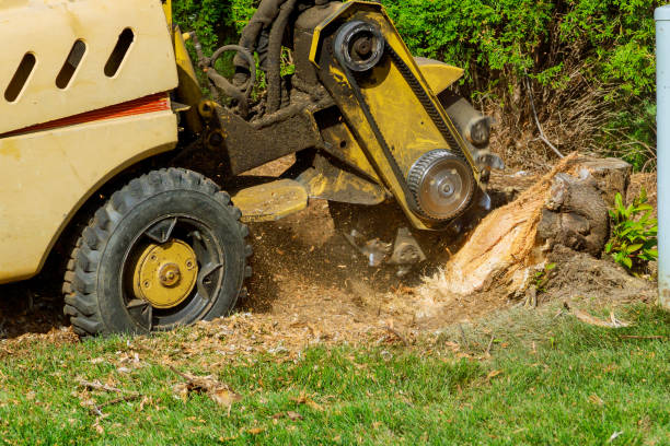 Reliable Kalispell, MT Tree Service Solutions